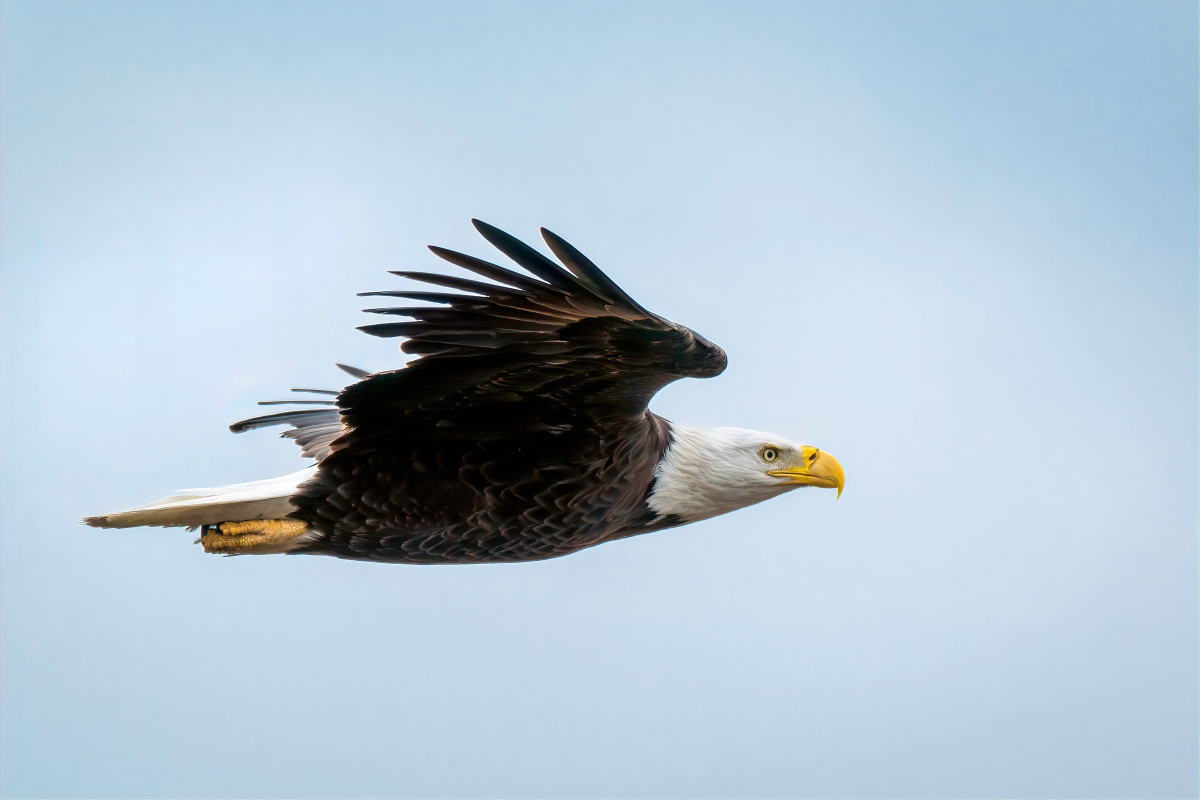 A Bald Eagle soars against blue sky.